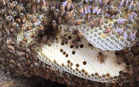 有蜜蜂築巢 可靠牆電動沙發